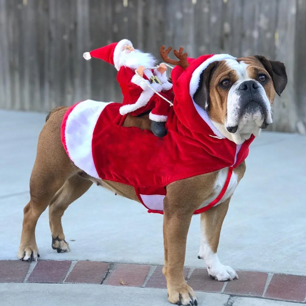 Roupinha de Natal Para Pet - Engraçada e Elegante